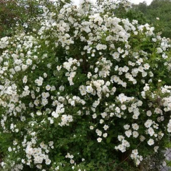 Основное изображение товара