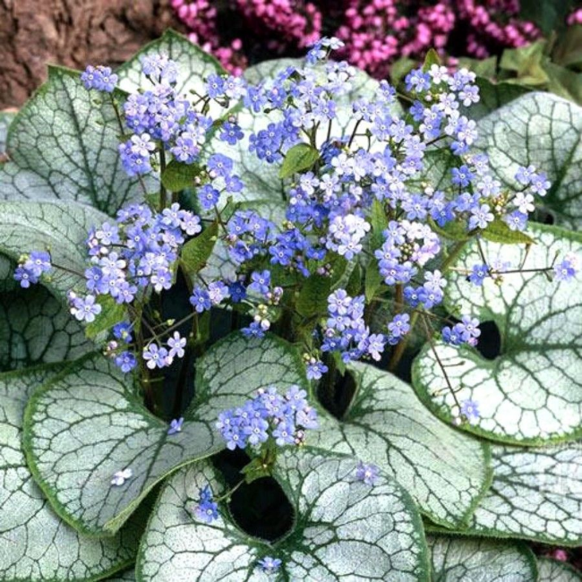Бруннера крупнолистная Джек Фрост