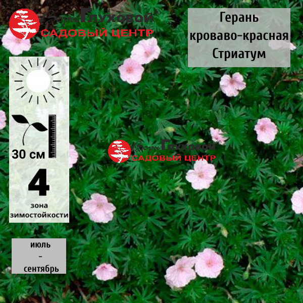 Основное изображение товара