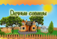 Смотрите Дачные советы в четверг 15.12.2016 г. в 19.20 на телеканале Губерния.