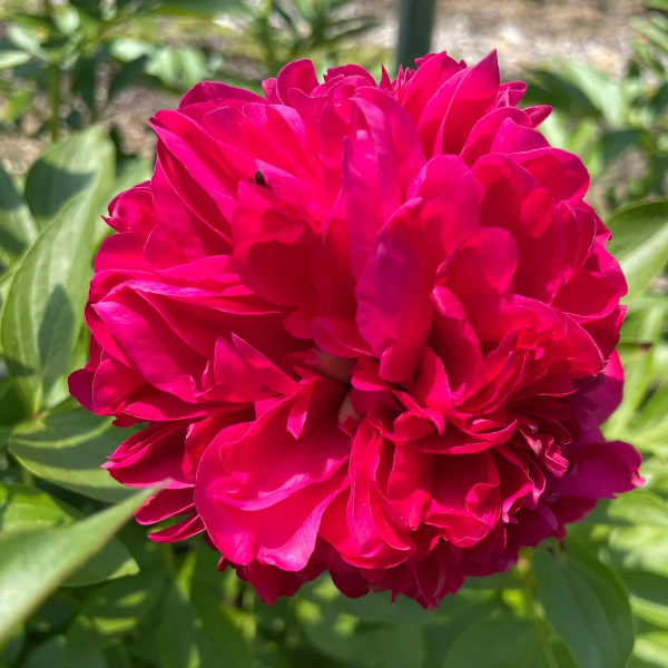 Основное изображение товара