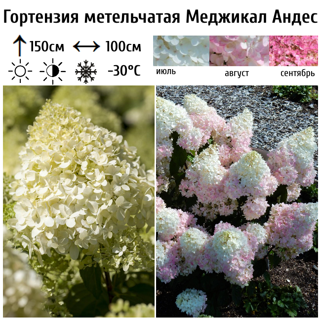 Гортензия метельчатая Меджикал Андес