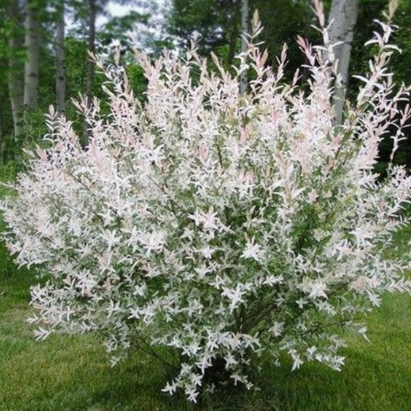Основное изображение товара