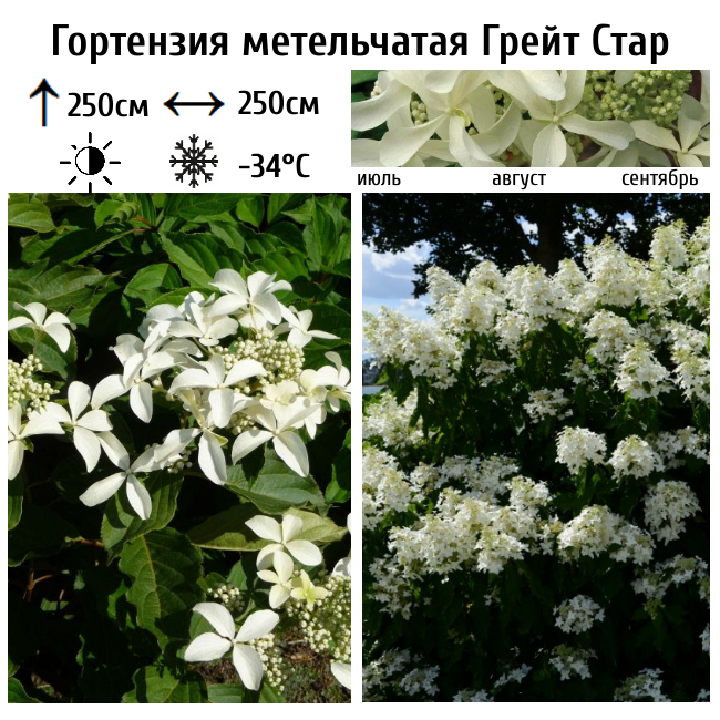 Основное изображение товара