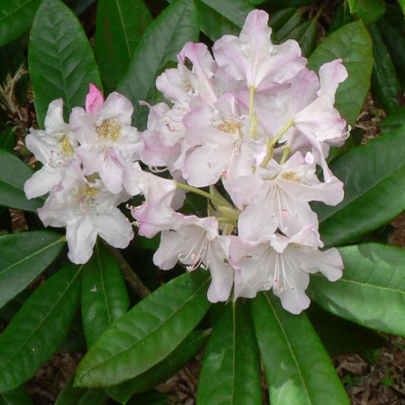 Рододендрон крупноцветковый Сент Мишель