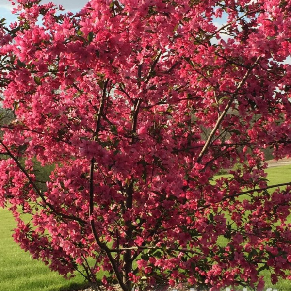 Яблоня Джон Доуни -  Malus "John Downie" 200-250 С45 БАа/15