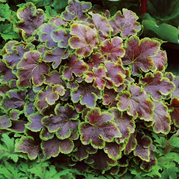 Основное изображение товара