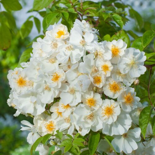 Основное изображение товара