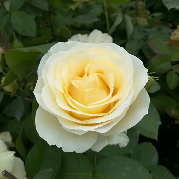 Основное изображение товара