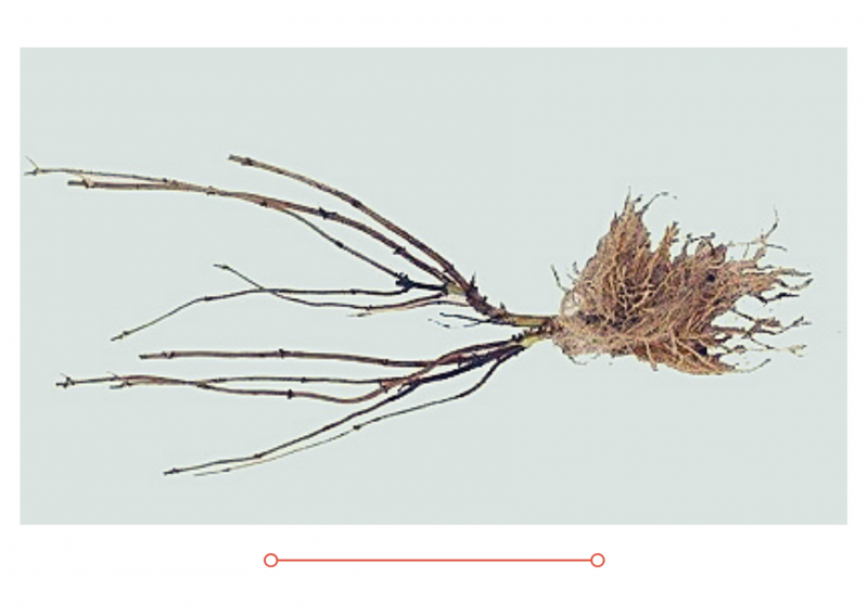 Мы закрываем продажу саженцев с ОКС 12.04.2021г