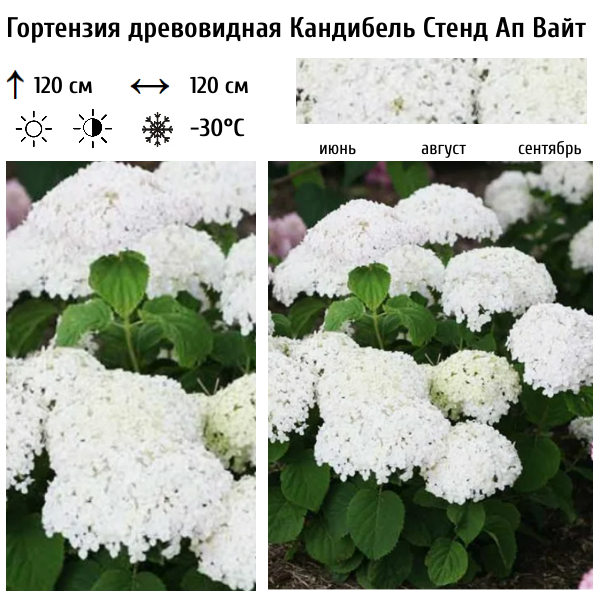 Гортензия древовидная Кандибель Стенд Ап Вайт
