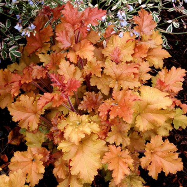 Основное изображение товара