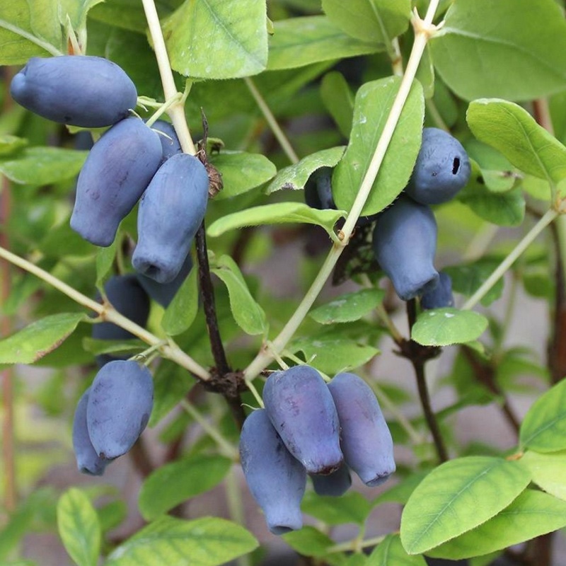 Основное изображение товара