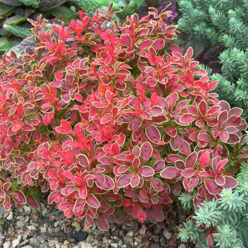 Основное изображение товара