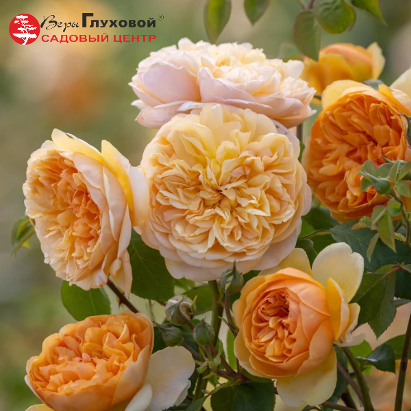 Основное изображение товара