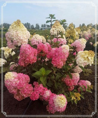 Гортензия Самарская Лидия розовеет