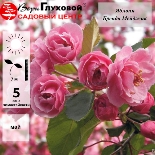 Основное изображение товара