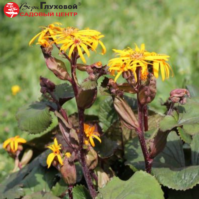 Основное изображение товара