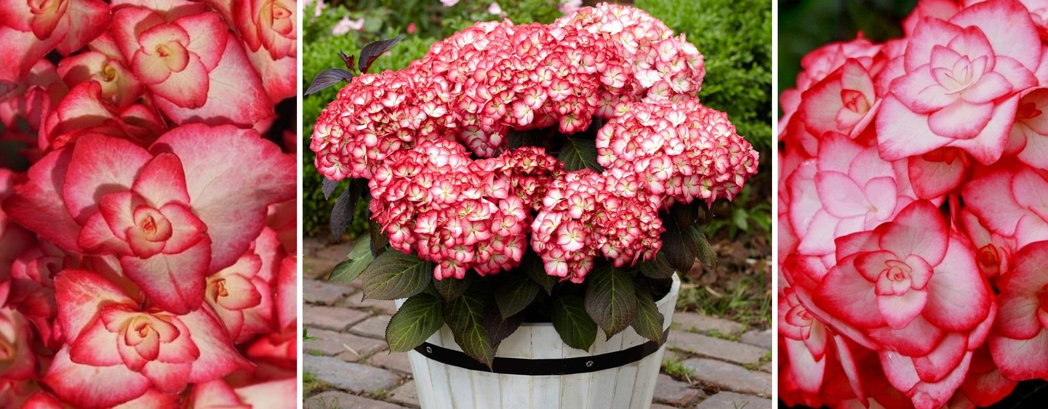 Новая гортензия крупнолистная Мисс Саори Новая гортензия крупнолистная Мисс Саори