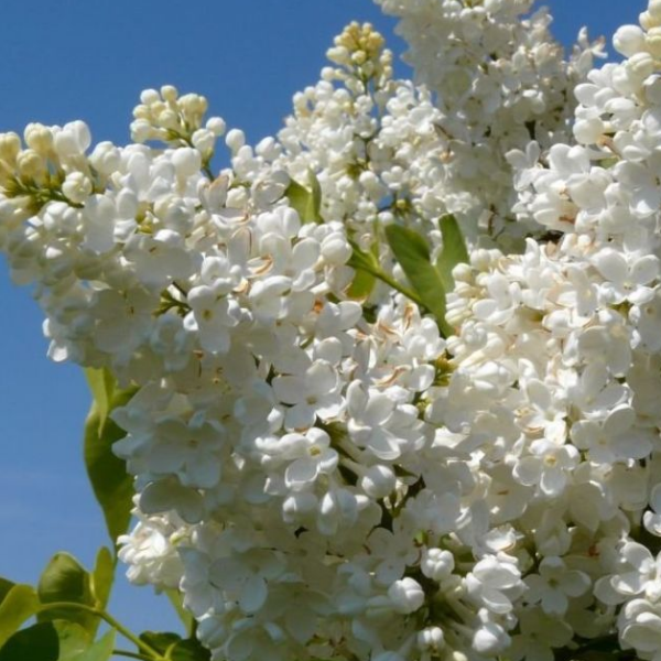 Основное изображение товара