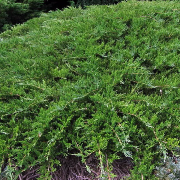 Можжевельник казацкий 