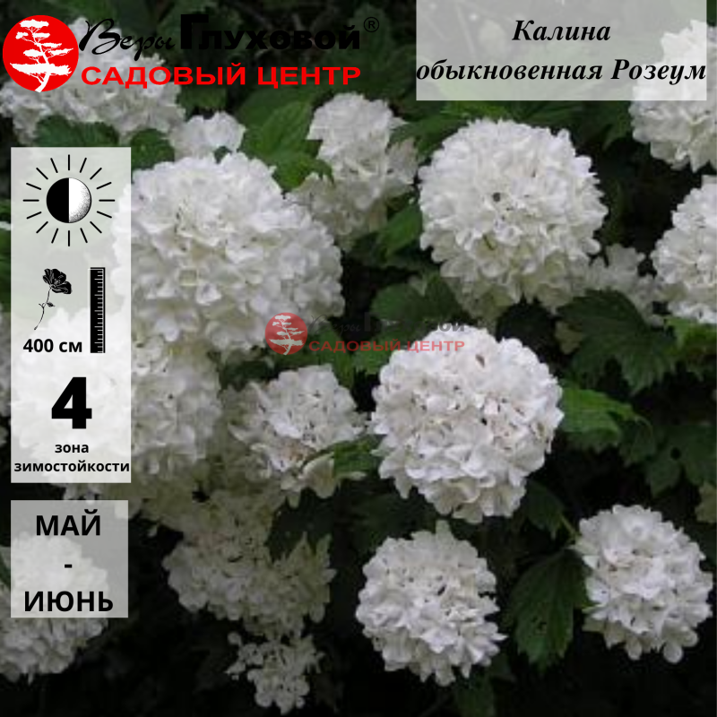 Калина обыкновенная Розеум