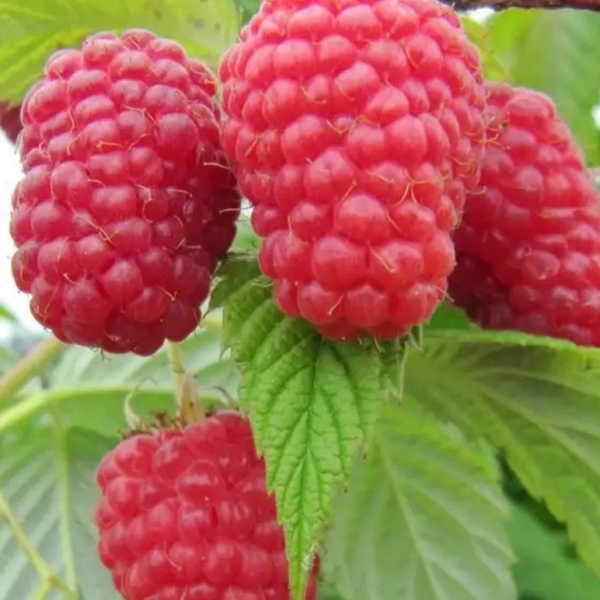 Малина Гусар (среднеранний сорт)