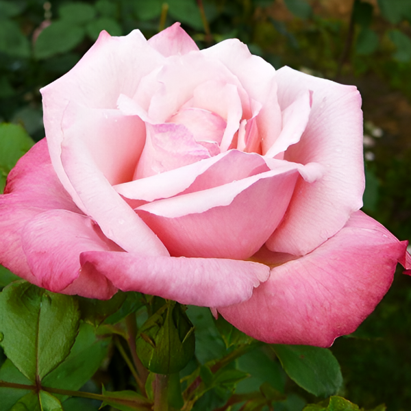 Основное изображение товара