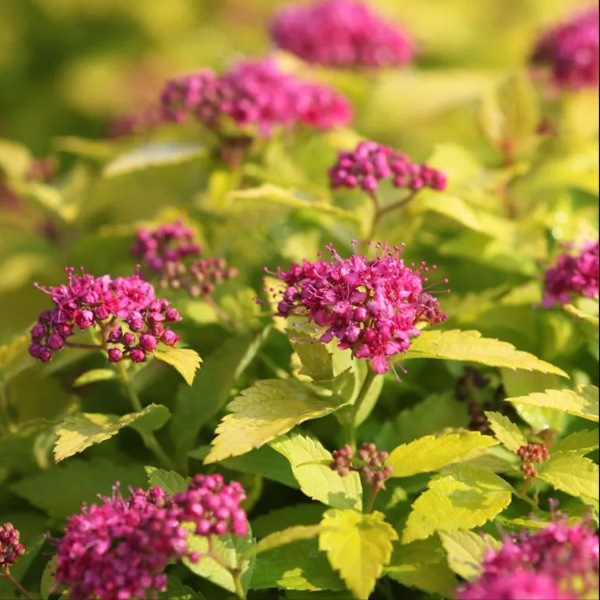 Основное изображение товара