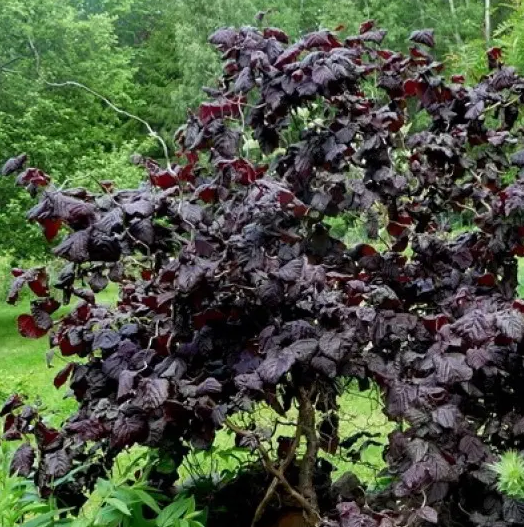 Основное изображение товара