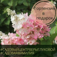Гортензия в подарок