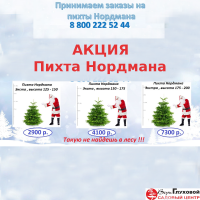 Снижение цен на пихты Нордмана.
