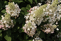 Цветение метельчатой гортензии