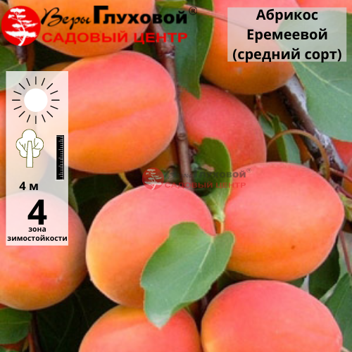 Абрикос Алеша (средний сорт)