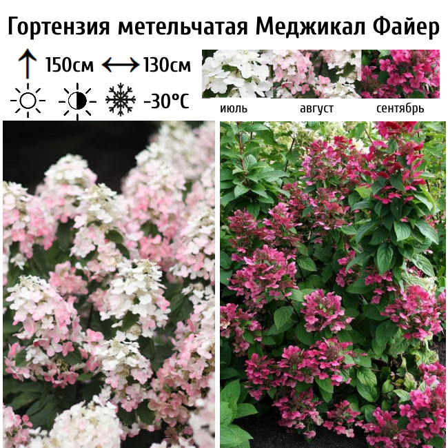 Гортензия метельчатая Меджикал Файер