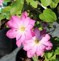 В Садовом центре Веры Глуховой несмотря на погоду буйство красок!