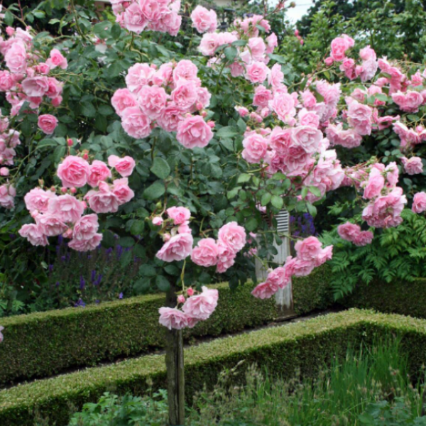 Роза штамбовая Bonica