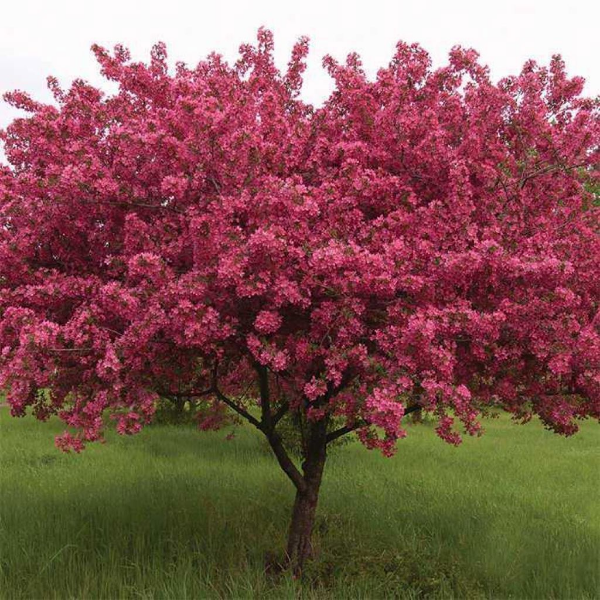 Основное изображение товара