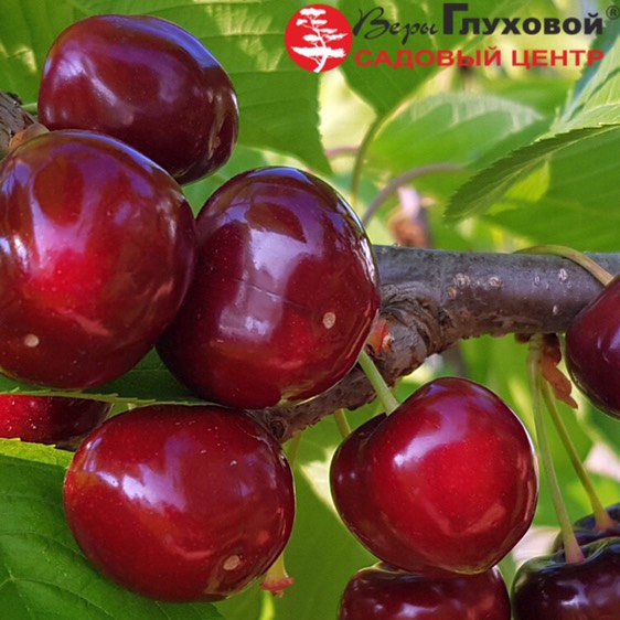 Ассортимент вишнёвых деревьев Ассортимент вишнёвых деревьев