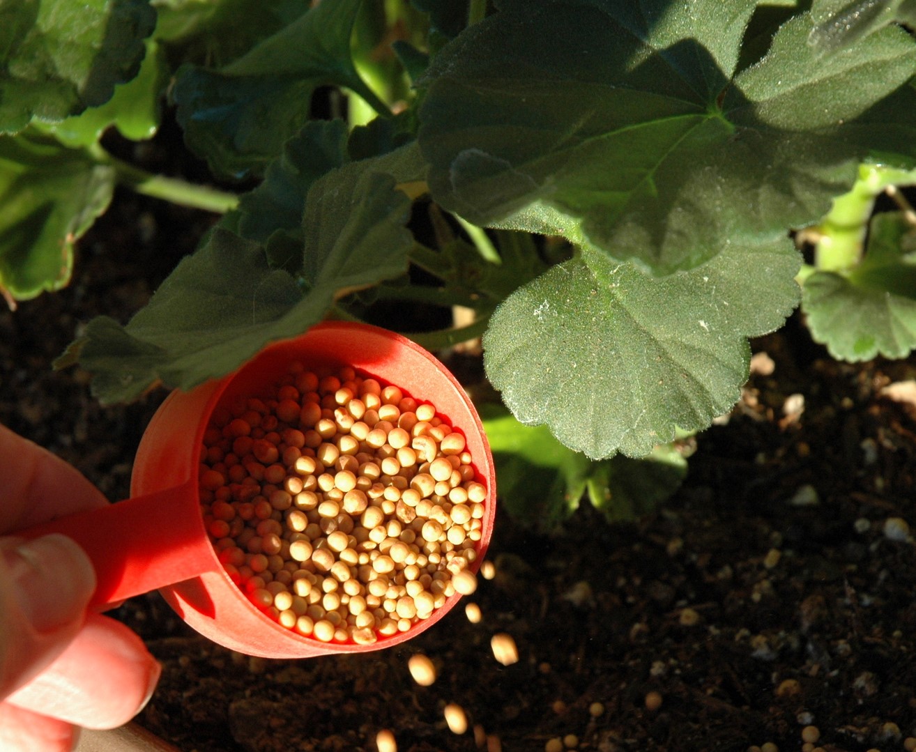 Осмокот — удобрения для ваших растений Осмокот — удобрения для ваших растений