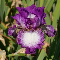 Ирисы