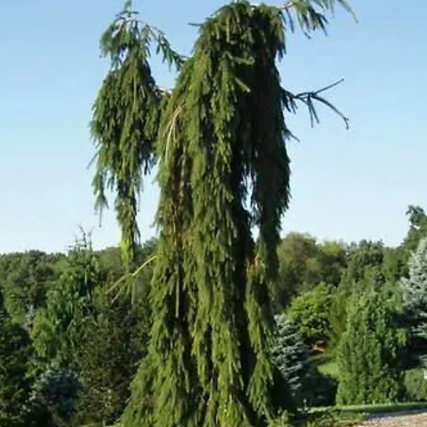 Основное изображение товара