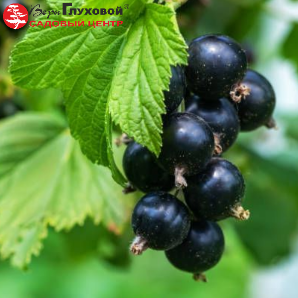 Основное изображение товара