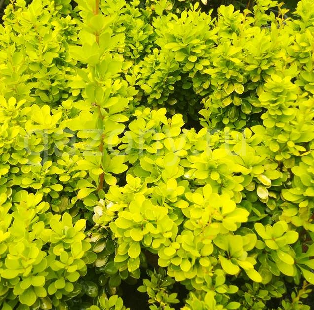 Барбарис Тунберга Голден Хорайзон