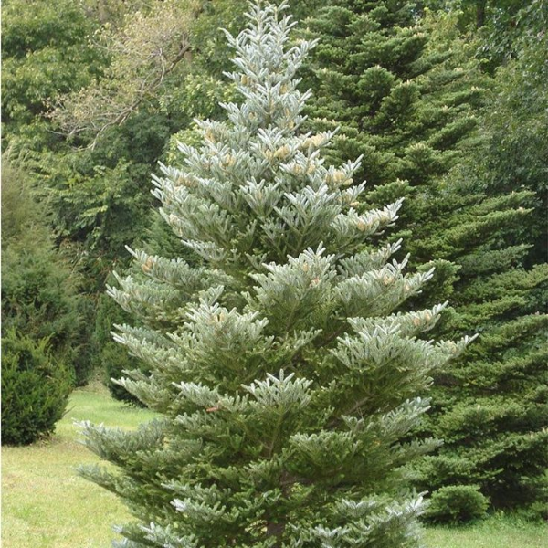 Основное изображение товара
