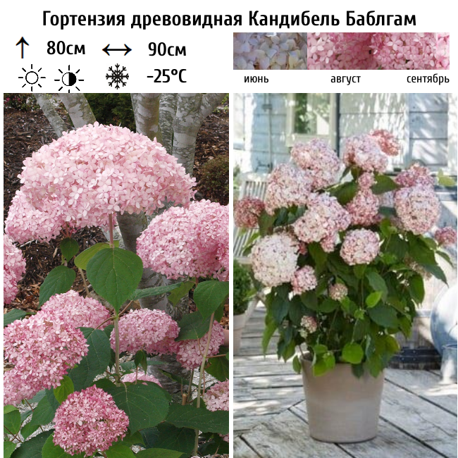 Гортензия древовидная Кандибель Баблгам