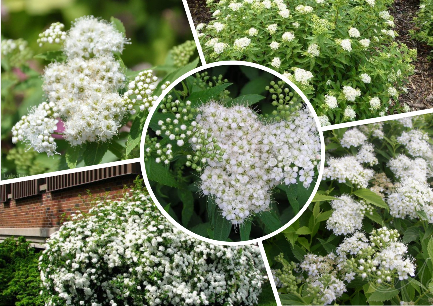 Спирея японская "Альбифлора" Спирея японская "Альбифлора"