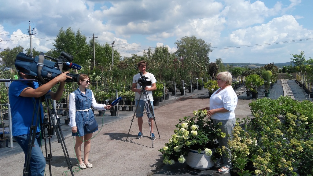 Гортензия цветёт Гортензия цветёт