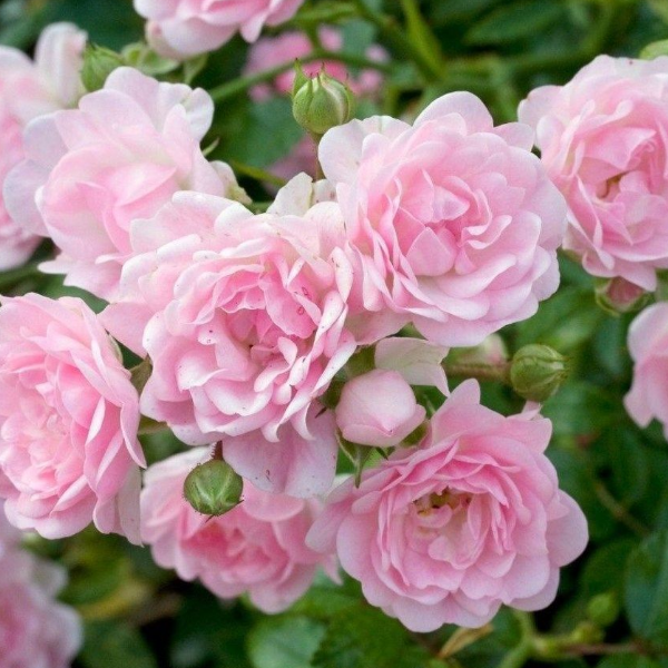 Основное изображение товара