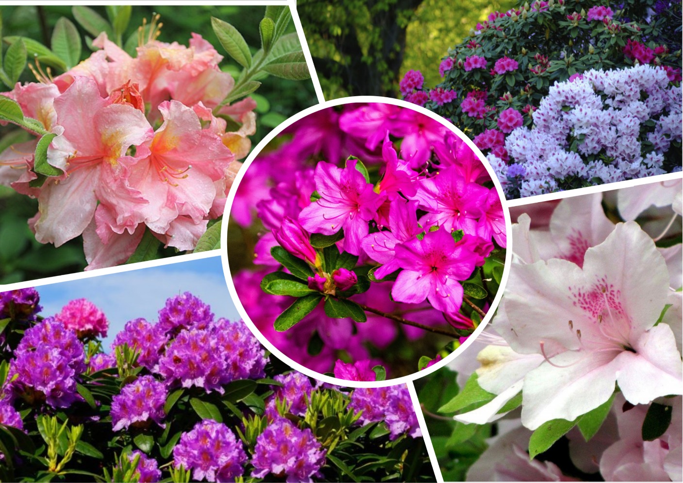 Великолепные азалии и рододендроны Великолепные азалии и рододендроны